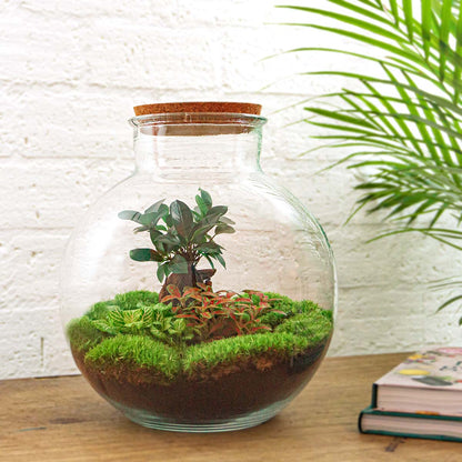Mini DIY terrarium kit with bonsai, including soil, plants, and decorative elements, from Florazo NL for creating small eco-systems.