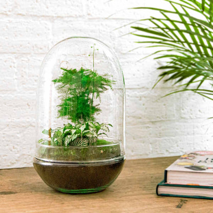 Mini eco-system with plants in a glass terrarium, DIY Florazo NL terrarium kit for creating your own miniature garden.