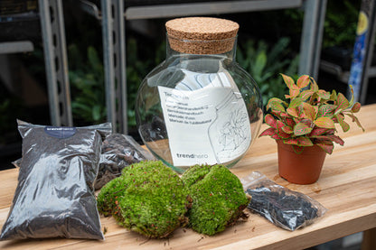 DIY terrarium kit by Florazo NL featuring moss and fittonia plants, ideal for creating your own indoor glass terrarium.