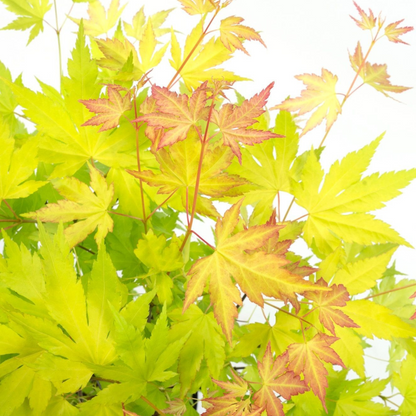 Acer palmatum 'Orange Lace' - Set van 2 - Esdoorn