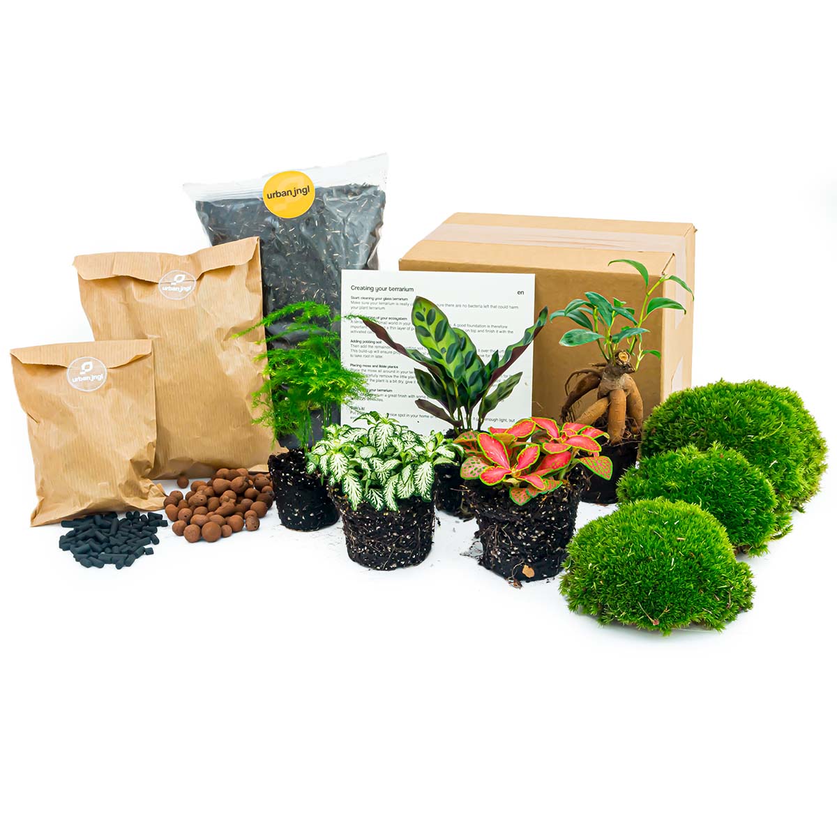 5 Terrarium plants - Plant Terrarium Refill & Starter kit - 5 terrarium plants - DIY