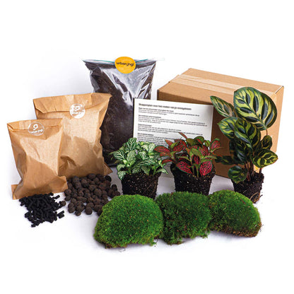 Plant terrarium package with Calathea Makoyana from Florazo NL, featuring leaves and glass container for DIY terrarium setup.