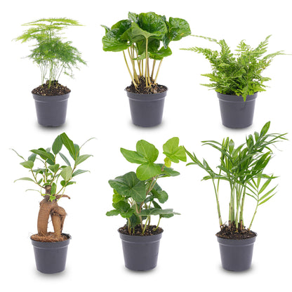 Set of six green houseplants from Florazo NL, perfect for adding natural decor to indoor spaces.