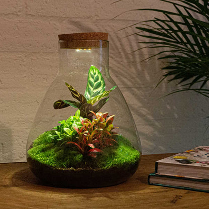 Terrarium DIY Kit - Sam Calathea with Light - Bottle garden - ↑ 30 cm | Florazo