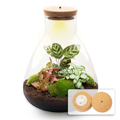 Terrarium DIY Kit - Sam Calathea with Light - Bottle garden - ↑ 30 cm | Florazo