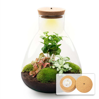 Florazo NL DIY terrarium kit featuring a glass container with plants, decorative moss, and LED lighting for a mini indoor garden.
