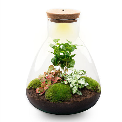 Glass terrarium with lush plants, DIY kit by Florazo NL, featuring greenery and decorative elements for creating a mini indoor garden.