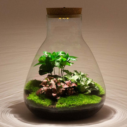 Florazo NL DIY terrarium with plants, lighting, and ecosystem components in a glass container, ready for assembly.