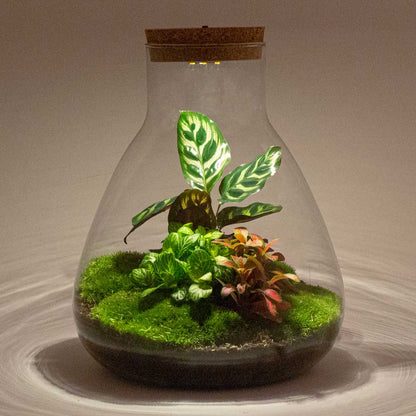 Terrarium DIY Kit - Sam Calathea with Light - Bottle garden - ↑ 30 cm | Florazo