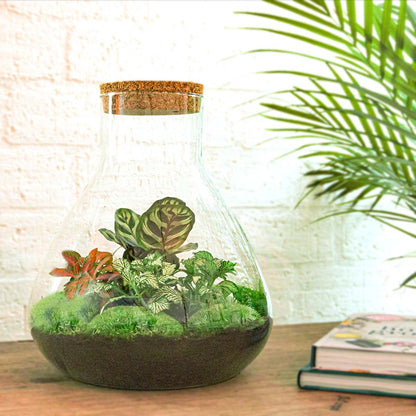 Red glass terrarium with plants inside, part of Florazo NL's DIY terrarium kit, perfect for creating a mini indoor garden.