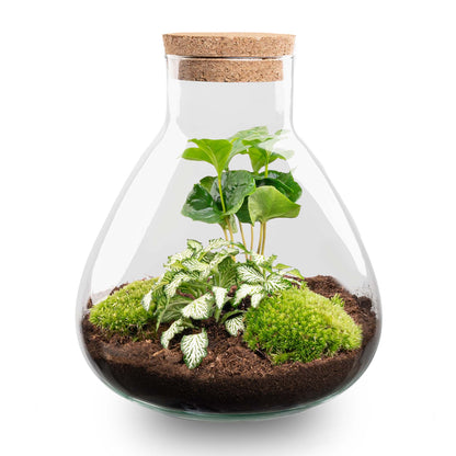 Terrarium DIY Kit - DIY Terrarium Online | Florazo
