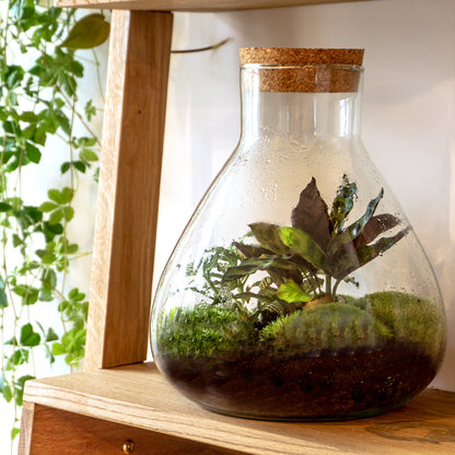 Terrarium DIY Kit - DIY Terrarium Online | Florazo