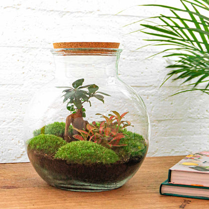 Closed Teddy Bonsai DIY terrarium kit by Florazo NL with glass container, moss, and decorative elements for creating a mini indoor garden.