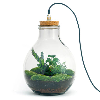 Big Paul Jungle terrarium DIY kit by Florazo NL featuring a bottle garden with plants, lighting, and ecosystem components.