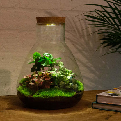 Florazo NL DIY terrarium kit with clear glass container, plants, and decorative elements for creating a personalized indoor terrarium.