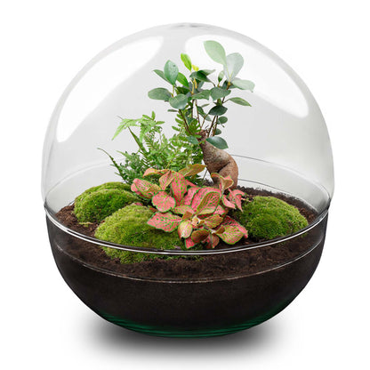Large glass dome terrarium DIY kit by Florazo NL featuring a miniature bonsai and lush plant arrangements inside a transparent container.