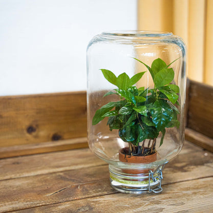 Florazo NL DIY terrarium kit with easy-plant Coffea, featuring glass container, soil, and plants for creating a miniature indoor garden.