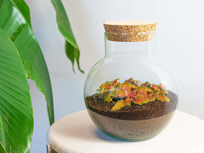 DIY terrarium kit by Florazo NL featuring a flat garden design with ruby and lime accents, ideal for creating a custom miniature garden.