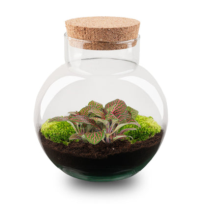 DIY terrarium kit by Florazo NL featuring a glass container with lush Fittonia plants and decorative moss for a creative indoor garden.