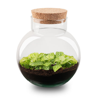 DIY terrarium kit by Florazo NL featuring a glass container with lemon accents and lush greenery, perfect for creating a mini garden.