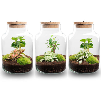 Small glass terrarium with lush green plants, DIY Florazo NL kit for creating a beautiful mini plant ecosystem.