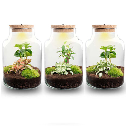 Miniature terrarium with plants and a lamp in a glass container, part of Florazo NL's DIY terrarium kit.