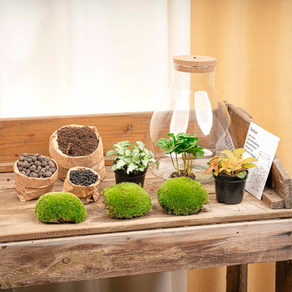 Glass terrarium kit from Florazo NL with plants, soil, and decorative elements for DIY indoor garden arrangement.