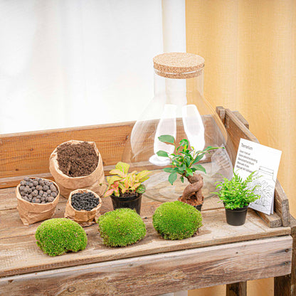 Florazo NL DIY terrarium kit featuring a glass container with plants and decorative elements for creating a stylish indoor terrarium.