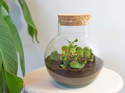 DIY Florazo NL terrarium kit with glass container, red bubbles, and plant materials for creating a custom indoor terrarium.
