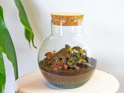 DIY terrarium kit from Florazo NL featuring a Noah fittonia plant, decorative stones, and soil for creating a mini indoor garden.