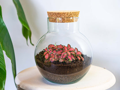 Florazo NL DIY terrarium kit with Noah fittonia plant, glass container, and natural decorative elements for creating a mini indoor garden.