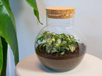 White tiger-themed DIY terrarium kit by Florazo NL featuring a glass container with plants and decorative elements.