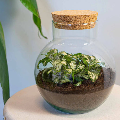 Florazo NL DIY terrarium kit featuring a white tiger-themed glass container with plants and decorative elements for creating a mini indoor garden