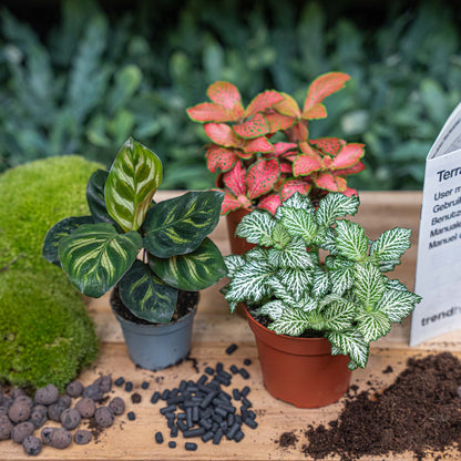 Plant terrarium package with Makoyana plant from Florazo NL, featuring refill and DIY terrarium components in clear glass container.