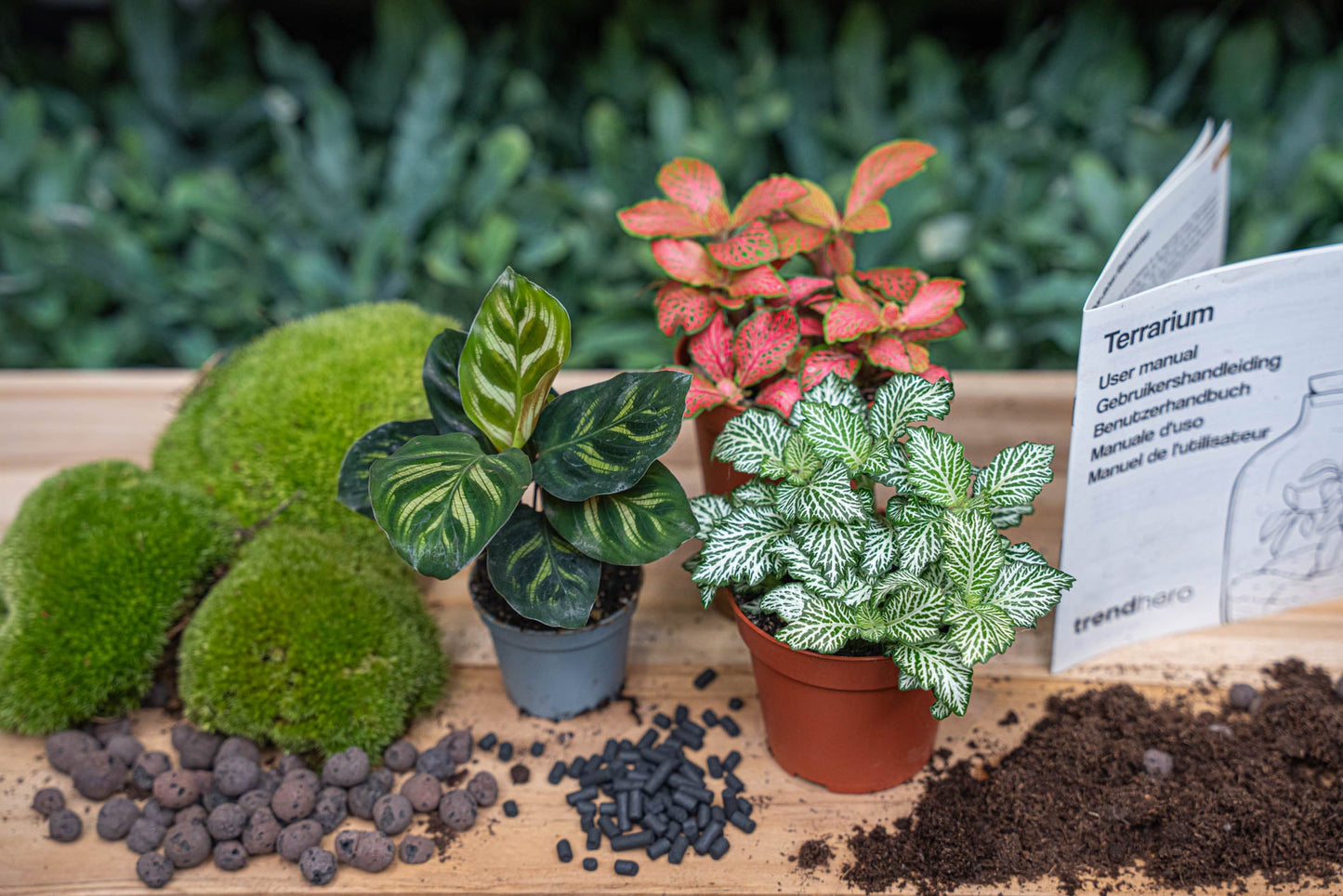Plant terrarium package Makoyana - 3 terrarium plants - Refill & Starter Package - DIY Terrarium kit