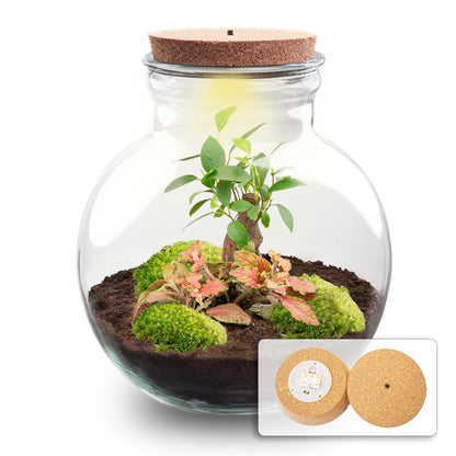DIY terrarium kit by Florazo NL featuring a teddy bear-shaped bonsai, ruby light, and glass garden for creative plant displays.