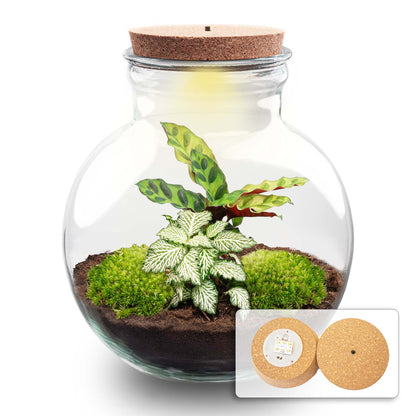 DIY terrarium kit by Florazo NL featuring a teddy-shaped Calathea plant in a light-filled glass container.