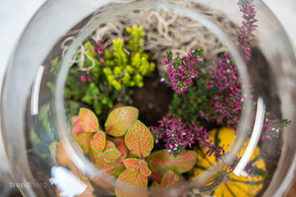 Calluna vulgaris - Callu Nova - Mini