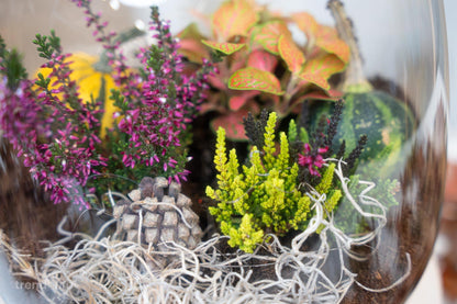 Pine Cones 10 pcs - Size 4 - 6 cm (small) | Florazo